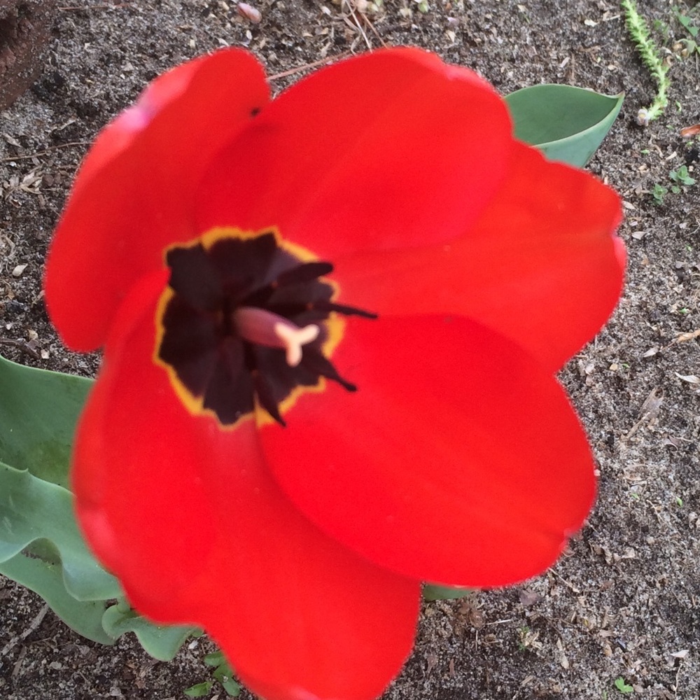 Meet your Posher, Marie